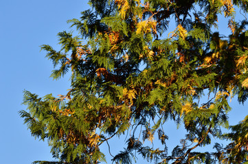青空を背景にして、黄葉し始めた樹木をローアングルで撮影した写真