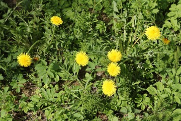 Blooming bright yellow Taraxacum flowers in a meadow on a spring, sunny day