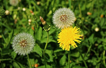 Blooming bright yellow Taraxacum flowers in a meadow on a spring, sunny day