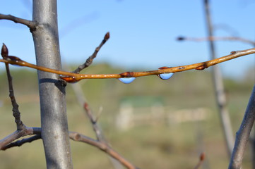 dew drops on the branches