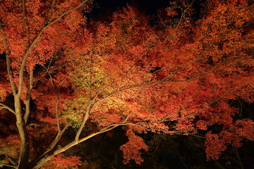 紅葉のライトアップ