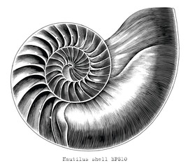 Antique engraving illustration of Nautilus shell hand draw black and white clip art isolated on white background - obrazy, fototapety, plakaty