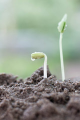 Sapling growing from the ground