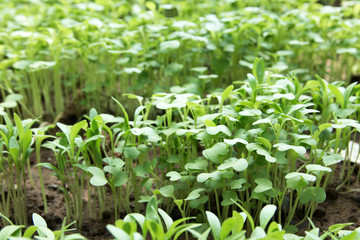 Sapling growing from the ground