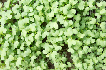 Sapling growing from the ground