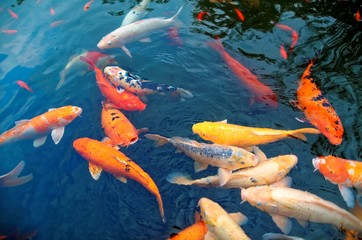 Colorful Japanese Koi Carp fish in a lovely pond in a garden in Kyoto Japan ~ A brilliant image of vibrant Chinese Fancy Carp fish swimming merrily in a pond