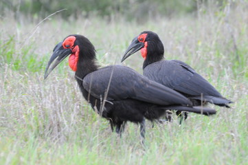ground hornbills in Kruger Park