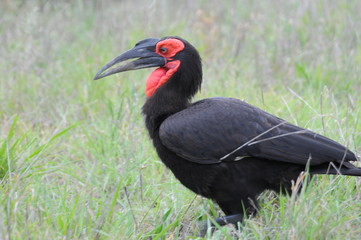 ground hornbills in Kruger Park