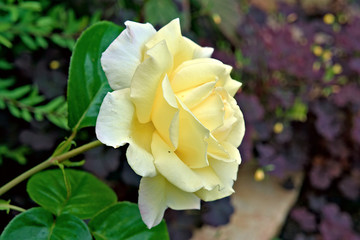 A pale yellow tea rose blooms in the garden.