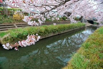 Fototapeta na wymiar Riverside walkways under beautiful archways of pink cherry blossom trees (Sakura Namiki) along the river bank of a canal in Fukiage City, Saitama, Japan~Romantic spring scenery of Japanese countryside