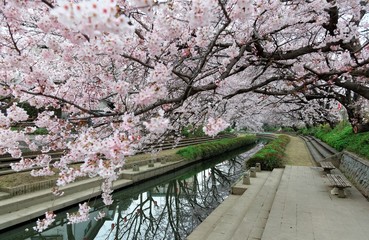 Riverside walkways under beautiful archways of pink cherry blossom trees (Sakura Namiki) along the river bank of a canal in Fukiage City, Saitama, Japan~Romantic spring scenery of Japanese countryside