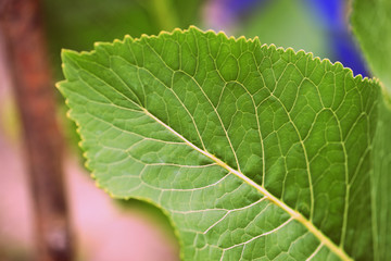 Horseradish leaves in a summer garden closeup. Retro style toned