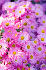 Naklejka na ściany i meble Very beautiful pink purple chrysanthemums. Flower background