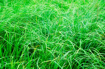 Texture of juicy and green grass