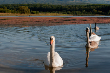 white swans on an autumn lake on a sunny day