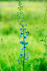 Blooming blue flower in the forest