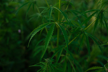 The cannabis leaf. Marijuana plants. Bush Flowering herb hemp with seeds. Concept breeding of marijuana, cannabis, legalization