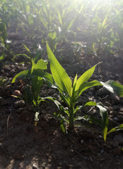 Intense natural green on terrain of brown ground. First cereal sprout of the Spanish countryside. Grown grain. Young corn growing. The future corncobs of the new agricultural season.