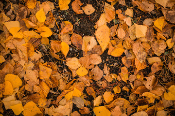 autumn. autumn leave. fallen leaves.Indian summer, mellow autumn, golden fall. Autumn leaves on the road. The bright leaves of the trees