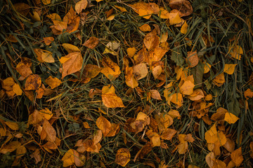 autumn. autumn leave. fallen leaves.Indian summer, mellow autumn, golden fall. Autumn leaves on the road. The bright leaves of the trees