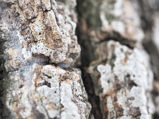 Bark of tropical tree