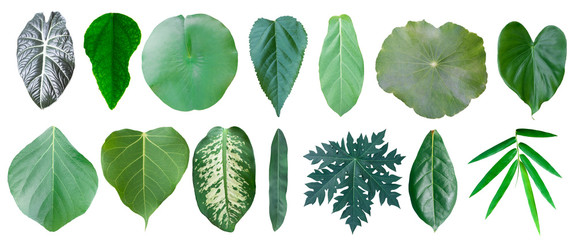 Different tropical leaves on white background