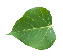 Obraz premium Pho tree leaves On a white background