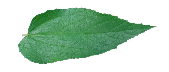Green leaves on white background
