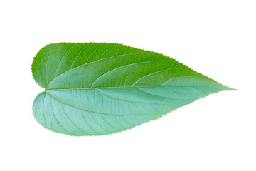 Obraz premium Green leaves on white background