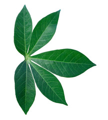 Cassava leaves on a white background.