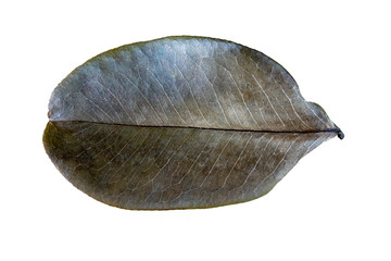 Dry leaves on white background