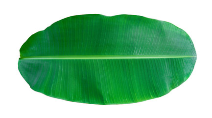 tropical green banana leaf isolated on white background with clipping path for design elements, summer background, abstract green leaves texture, nature background