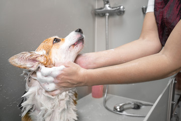 Groomer puts shampoo on fluffy wet fur of the funny welsh corgi pembroke dog. Dog taking a bubble...