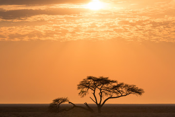 Sunrise over an african acacia tree, Etosha national park, Namibia, Africa