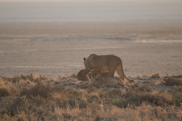 Lions at the rim of the Etosha pan, Namibia, Africa