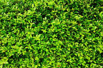 Obraz premium green leaves background, natural fence