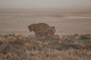 Lions at the rim of the Etosha pan, Namibia, Africa