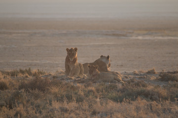 Lions at the rim of the Etosha pan, Namibia, Africa
