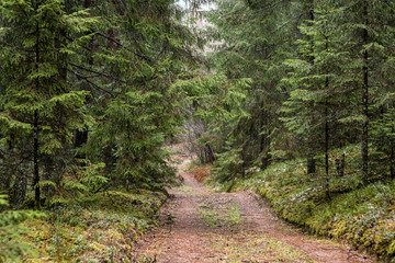 Forest road with a tiny snow on the ground in winter season in Latvia
