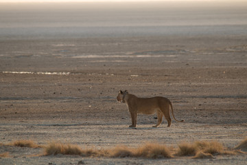 Lions at the rim of the Etosha pan, Namibia, Africa