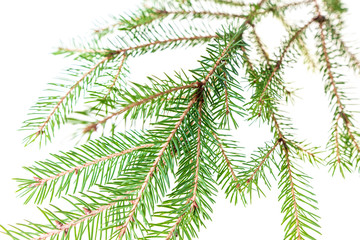 Green needles on a Christmas tree branch
