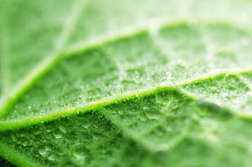 drops water on green leaf, macro shot, purity nature background