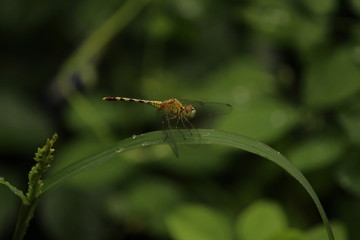 single yellow Dragonfly on the grass with blur background. close up shot of Dragonfly on the grass with green background