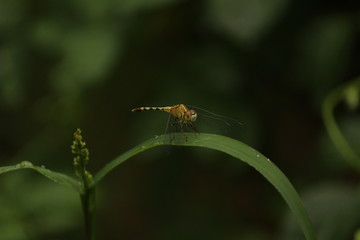 single yellow Dragonfly on the grass with blur background. close up shot of Dragonfly on the grass with green background