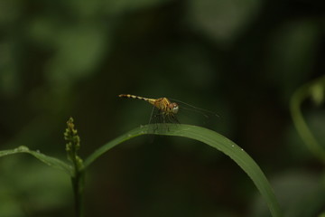 single yellow Dragonfly on the grass with blur background. close up shot of Dragonfly on the grass with green background