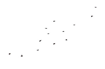 Flock of birds isolated on white background