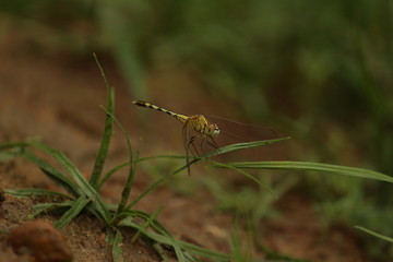 single yellow Dragonfly on the grass with blur background. close up shot of Dragonfly on the grass with green background
