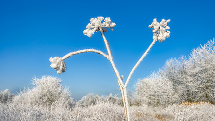 Dried Apiales flower heads covered with white hoar frost crystals in front of blue sky on a cold sunny winter day, Germany