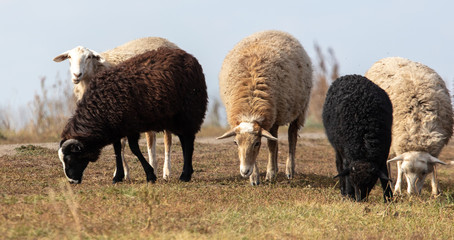 Fototapeta premium Sheep graze in the meadow