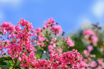 サルスベリの花